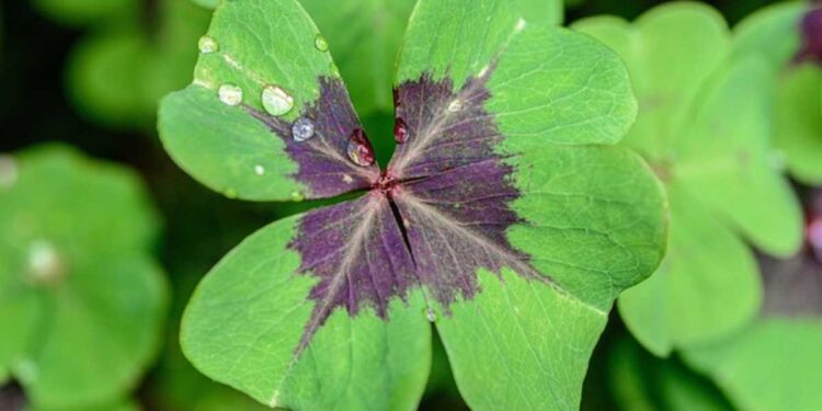 Cassino online: como funciona e por que cresce tanto